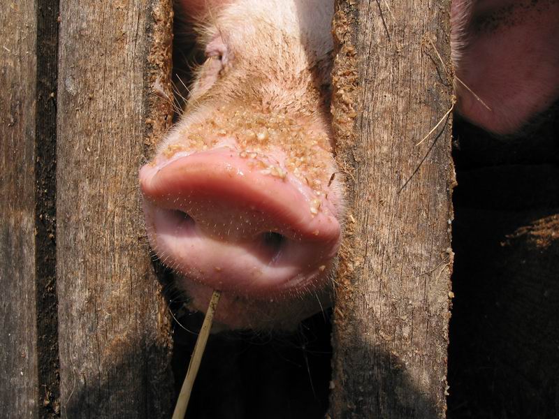 Pravej čerstvě vyrochněnej prasečí rypák